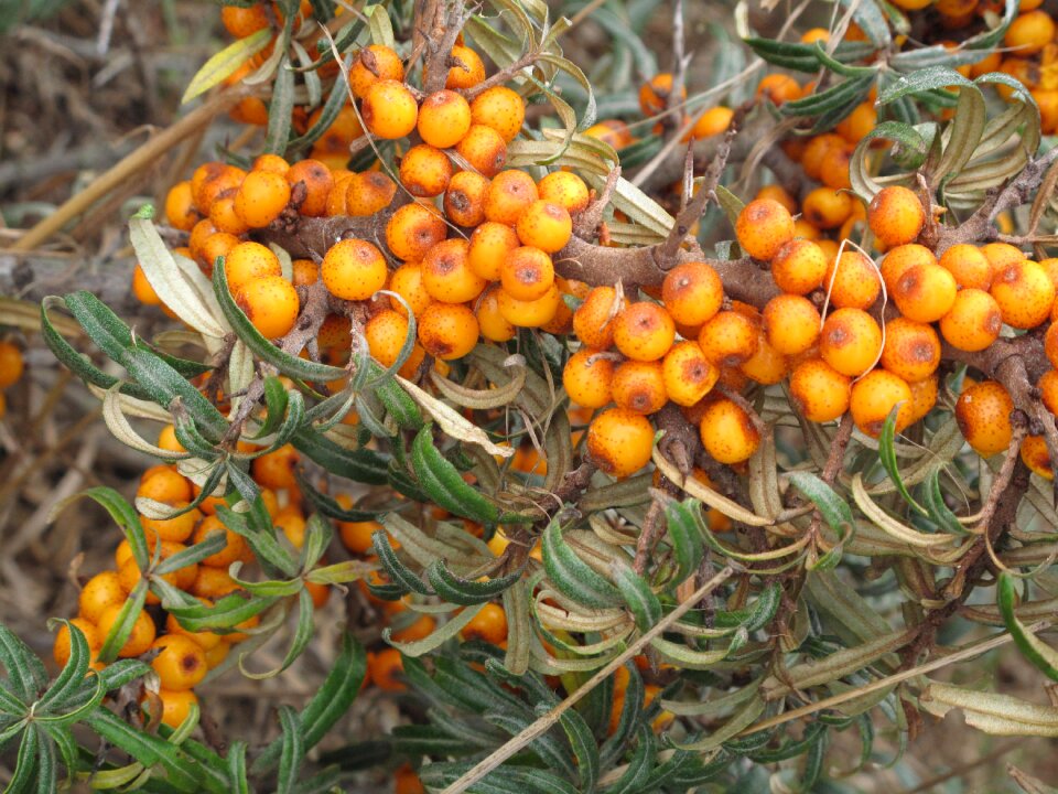 Sea ​​buckthorn yellow berries berry