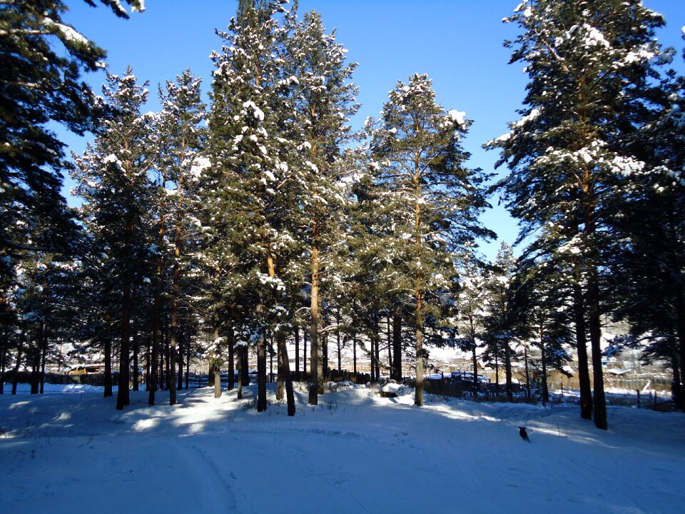 Winter forest nature spruce