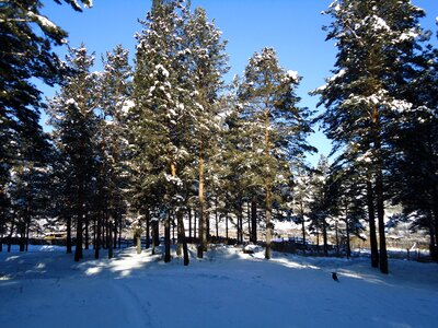 Winter forest nature spruce