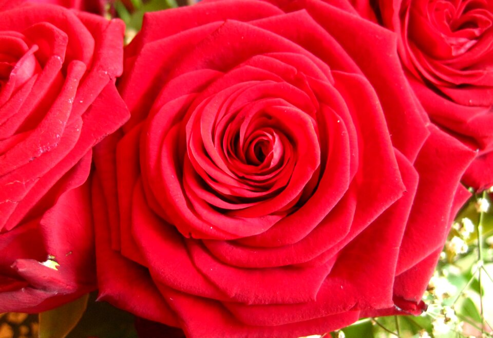 Flowers roses red