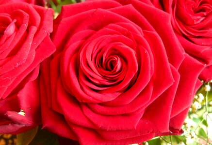Flowers roses red