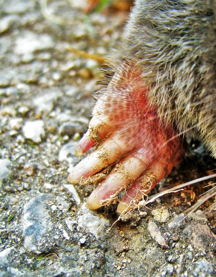 Insect eater mammal tierchen