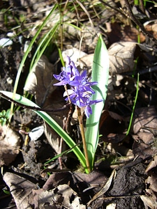 Bloom blue spring
