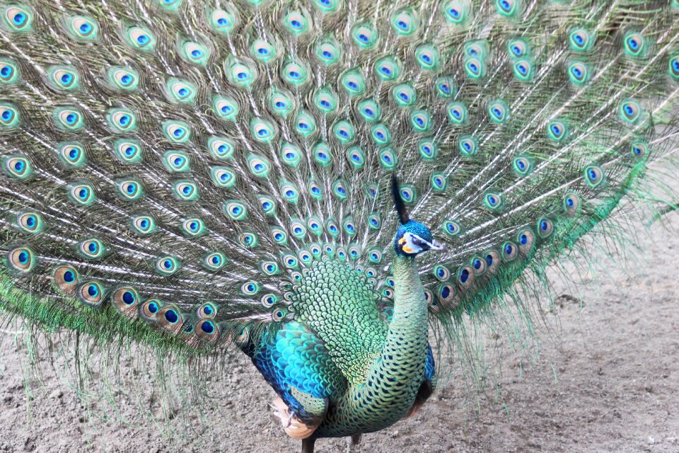 Colorful animals beautiful