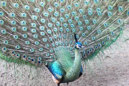 Colorful animals beautiful