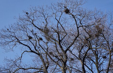 Tree branches sky photo