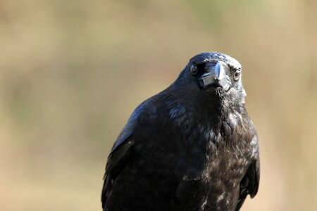 Black raven bird bill photo