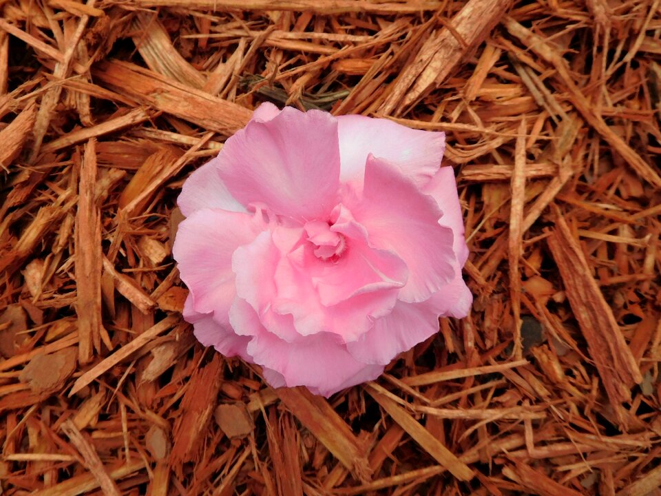 Nature pink botany