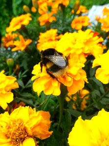 To nectar plant insect