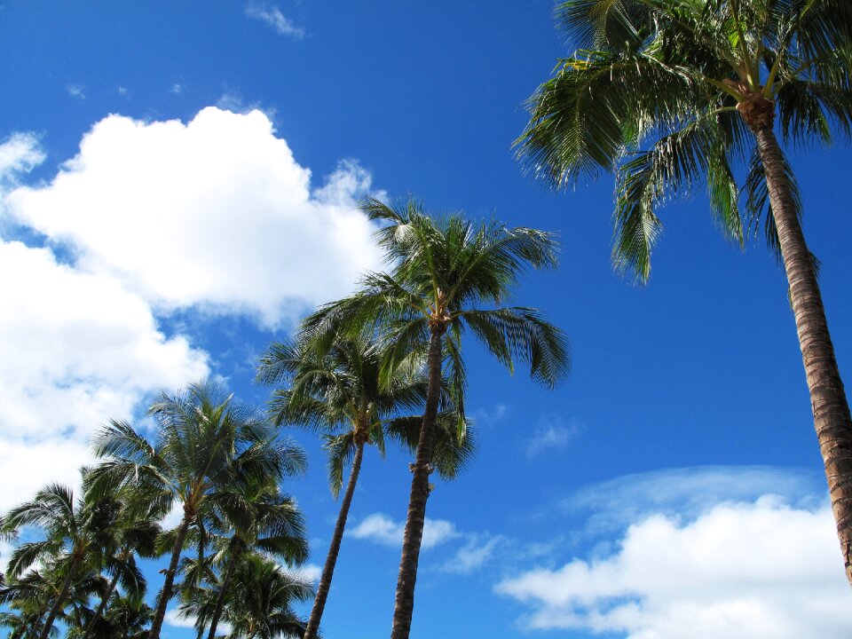 Palm silhouette nature