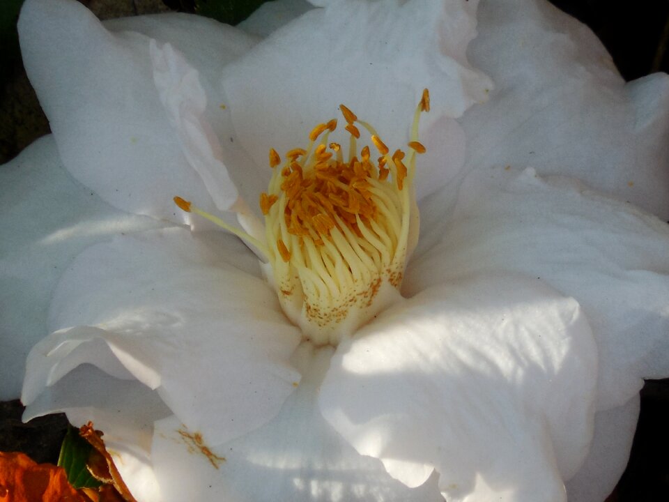Bloom plant garden
