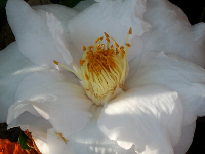 Bloom plant garden