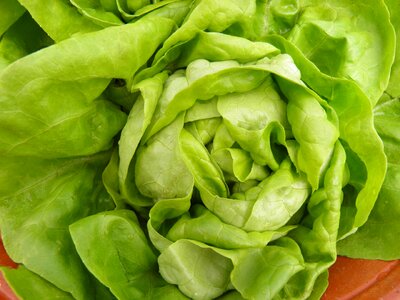 Fresh salad vegetables