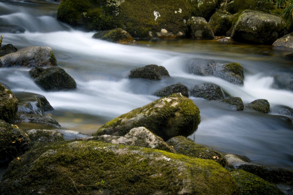 Woodland moss water