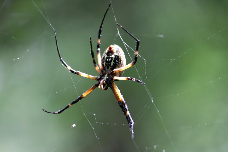 Web forest insect