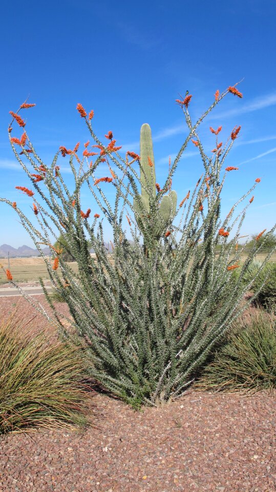 Tucson arizona cactus