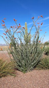 Tucson arizona cactus
