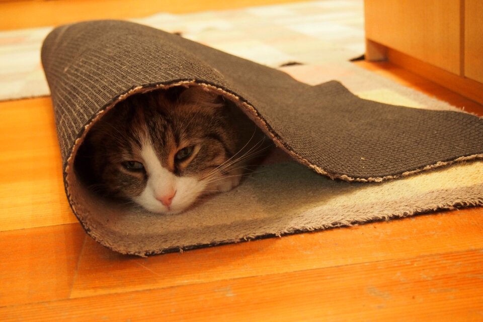 Young cat carpet play