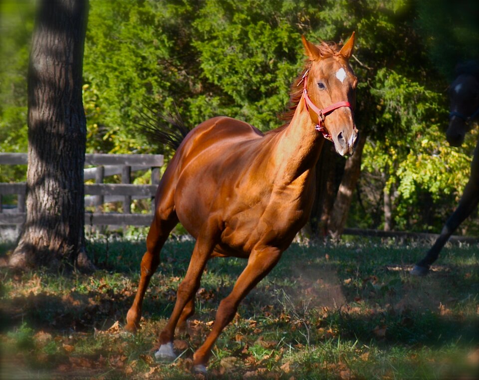 Horses running stallion equine photo