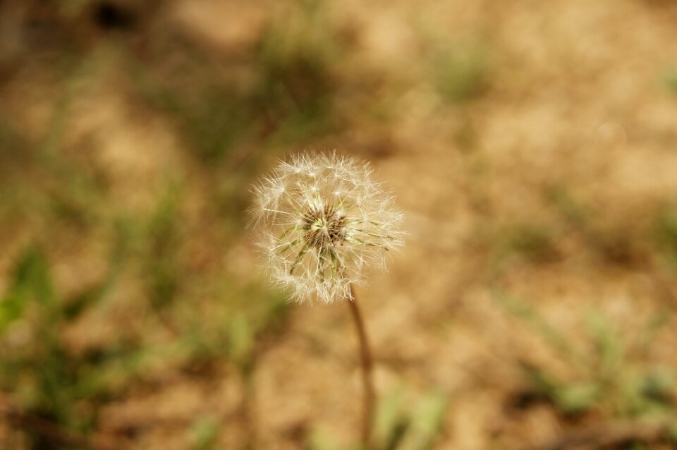 Dandelion summer nature
