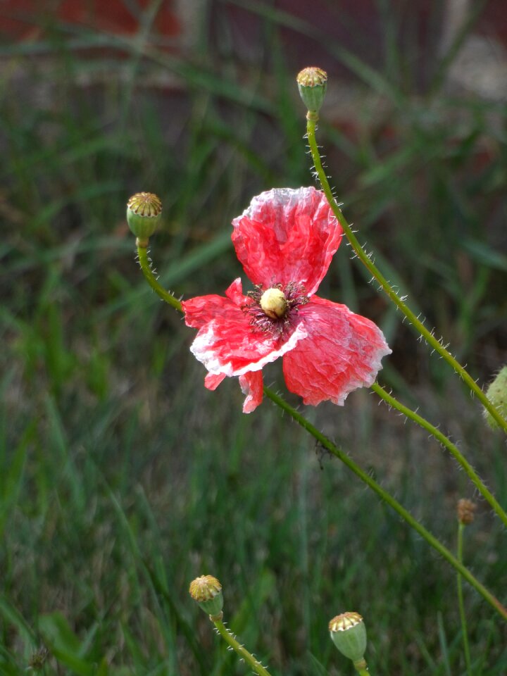 White green blossom