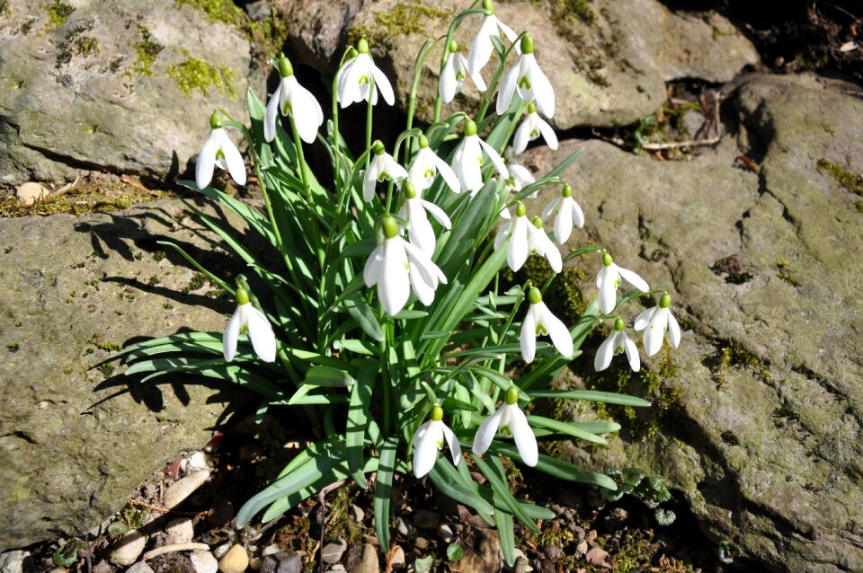 End of winter zwiebelpflanze white
