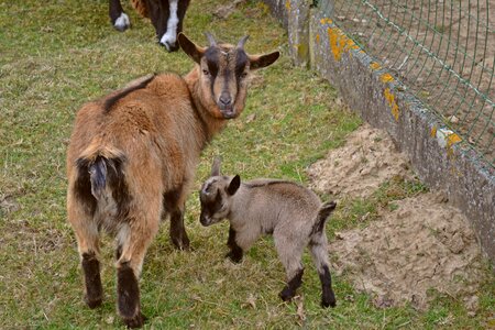 Newborn spring mother and child