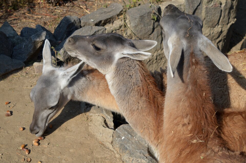 Nature wild zoo