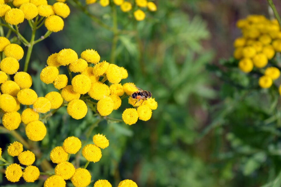 Summer bloom fly hoverfly