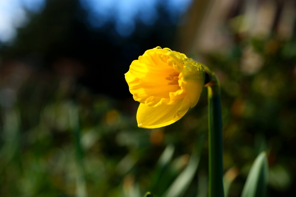 Yellow blossom bloom