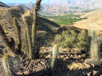 Cactus valley landscape