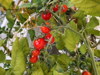 Vegetables red tomato