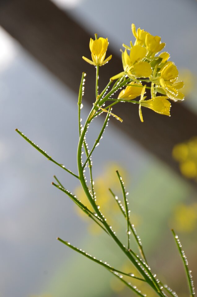 Dew drops morning