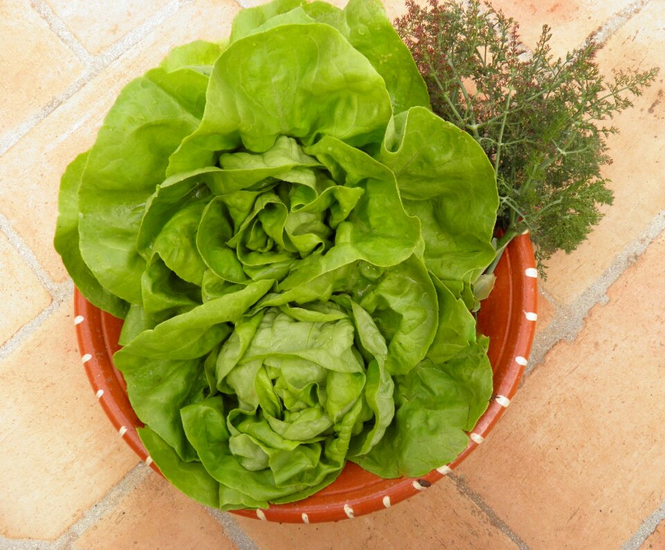 Green healthy vegetable