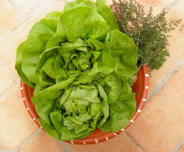 Green healthy vegetable photo