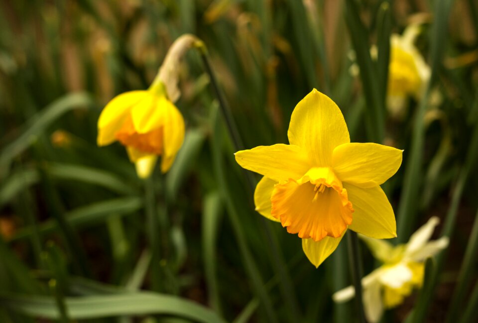 Spring time plant nature