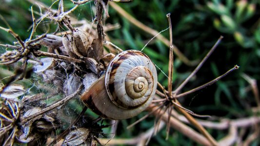 Helix environment wildlife