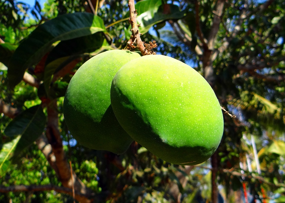 Tropical fruit fresh green