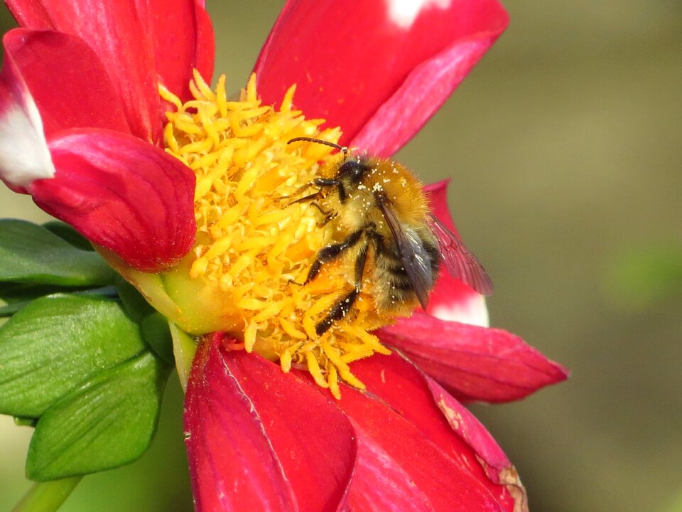 Pollination insect summer