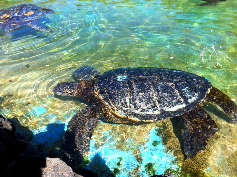 Swimming turtle hawaiian turtle