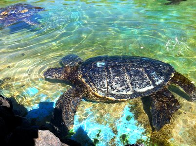 Swimming turtle hawaiian turtle