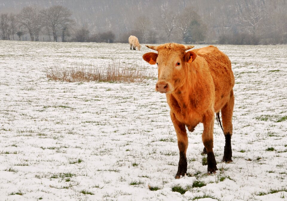 Animals farm animals domestic animal