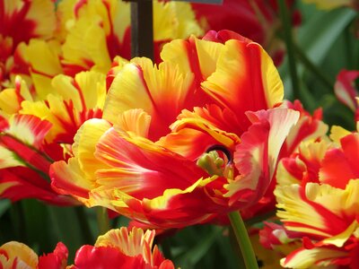 Farbenpracht keukenhof holland