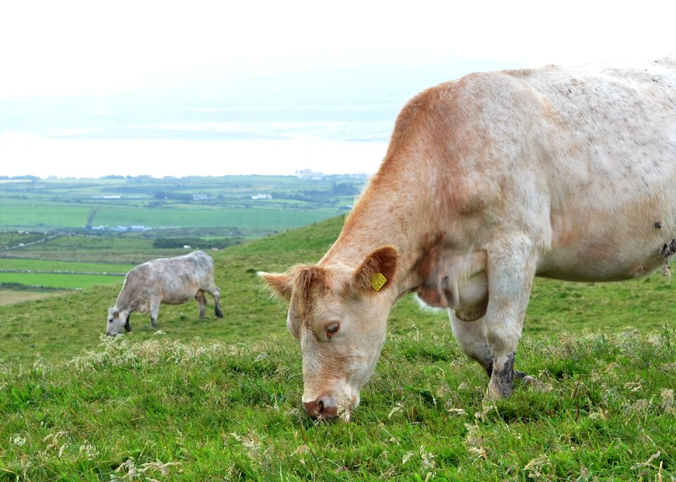 Animals countryside