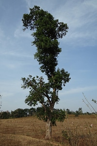 Indian fig tree india goolar photo