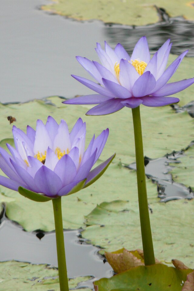 Waterlily lake