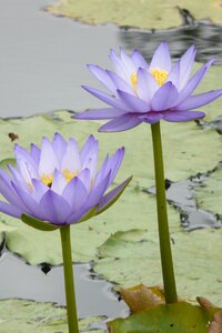 Waterlily lake
