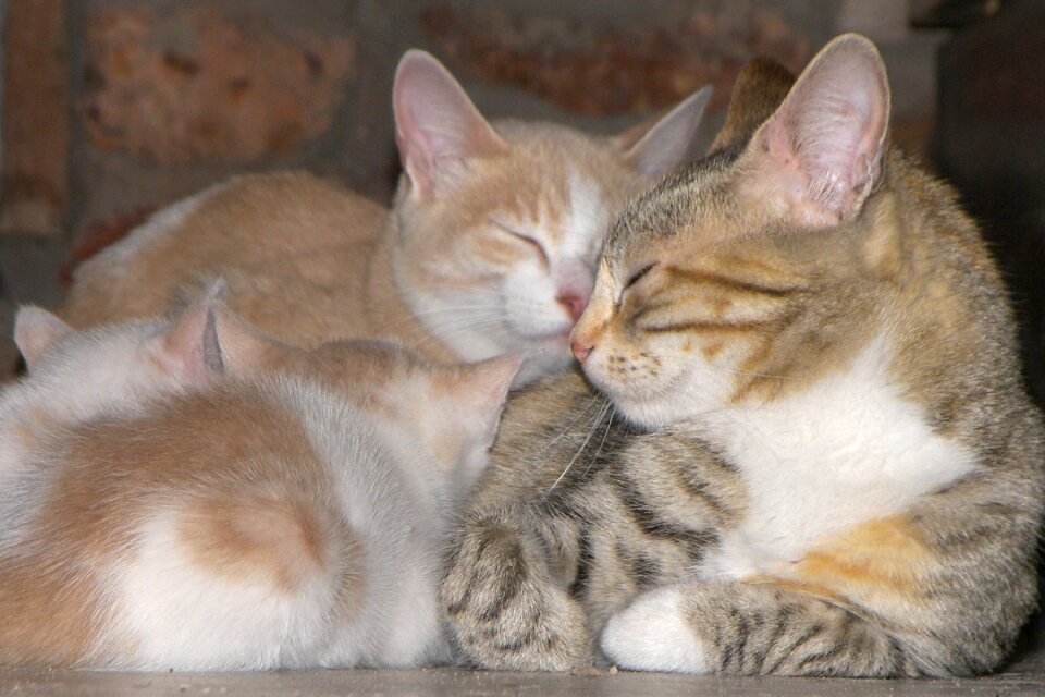 Love together ease