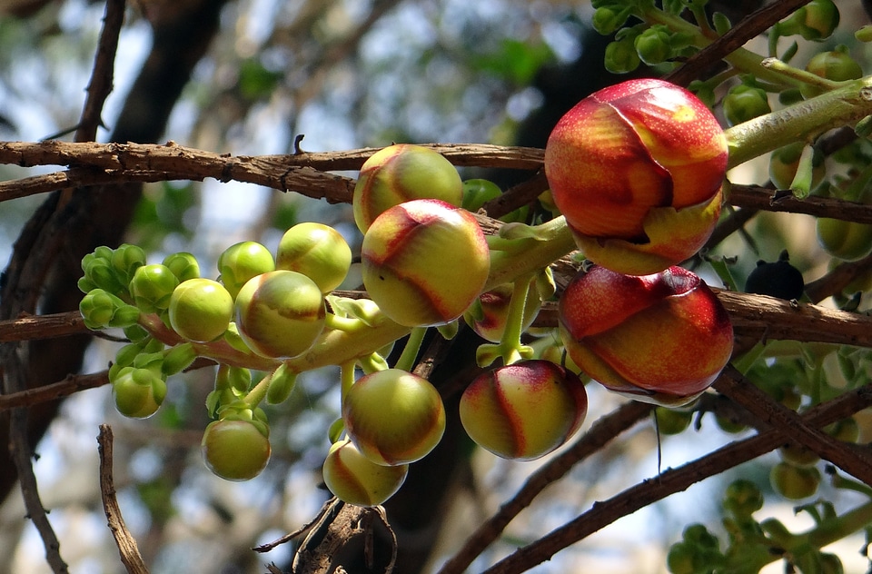 Tree couroupita guianensis india