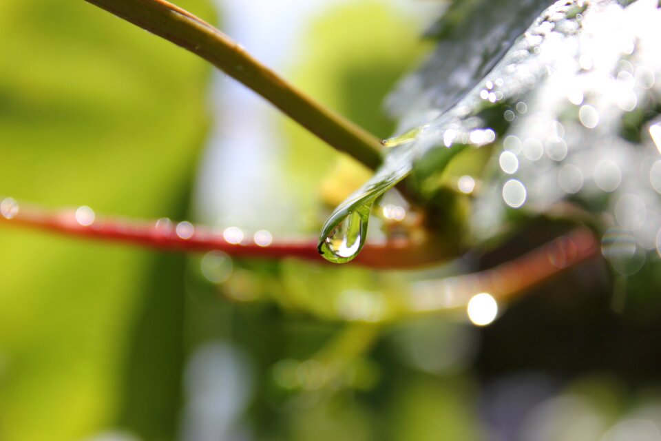 Leaf plant water